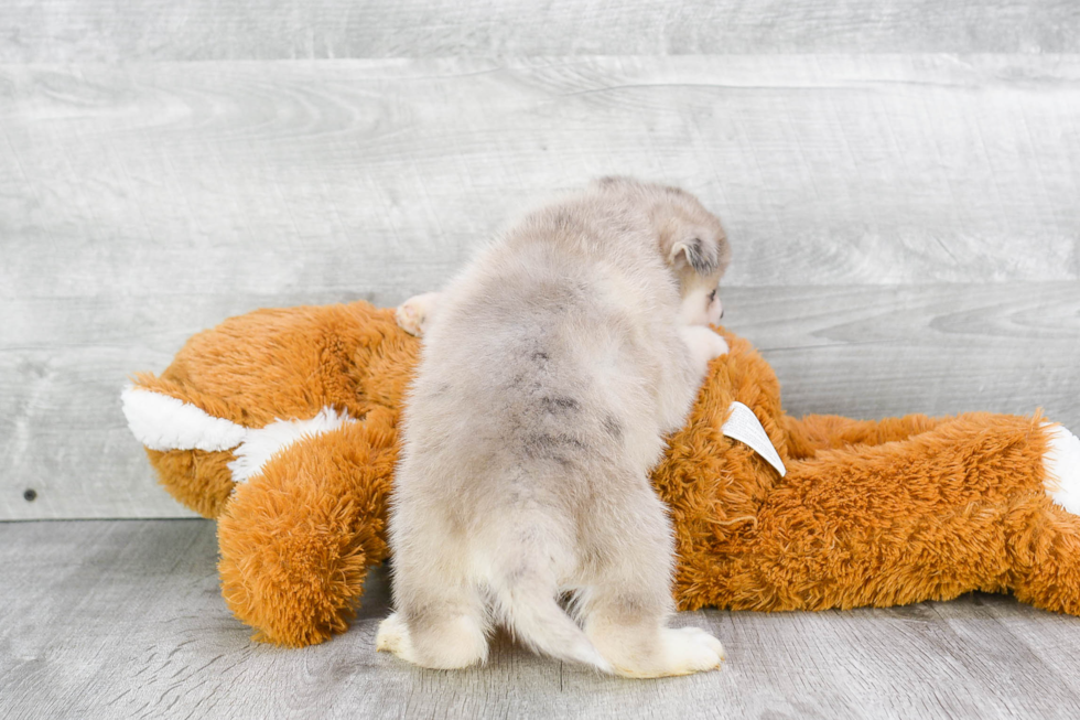 Pomsky Pup Being Cute