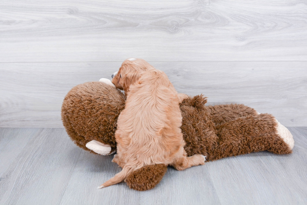 Cavapoo Pup Being Cute