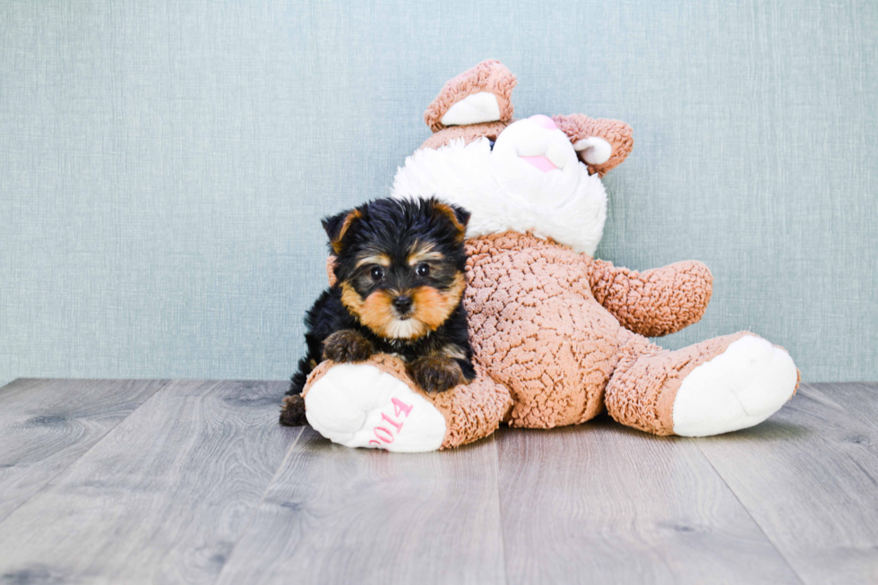 Meet Rihanna - our Yorkshire Terrier Puppy Photo 