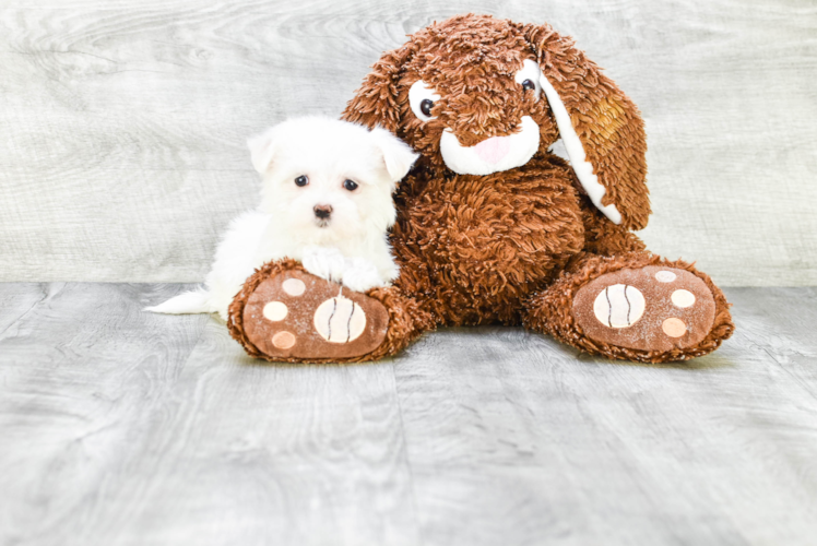 Fluffy Maltese Purebred Puppy