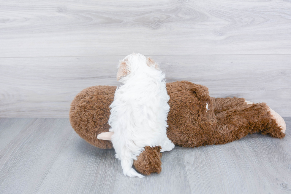 Fluffy Maltipoo Poodle Mix Pup