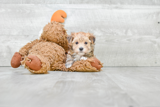 Morkie Pup Being Cute