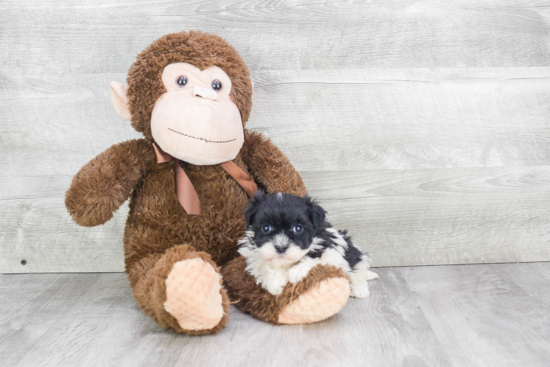 Smart Havanese Purebred Puppy