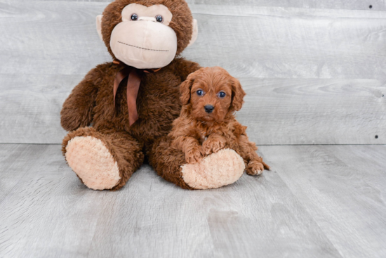 Fluffy Cavapoo Poodle Mix Pup