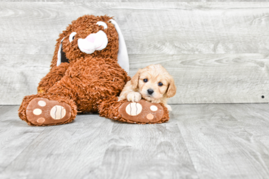 Adorable Cavalier Designer Puppy