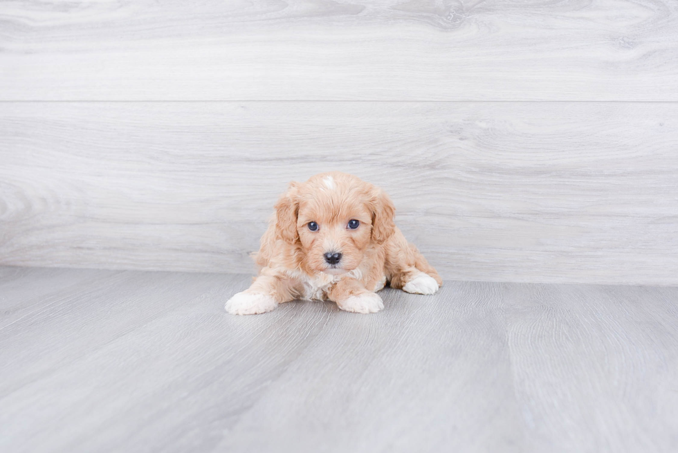 Smart Cavapoo Poodle Mix Pup