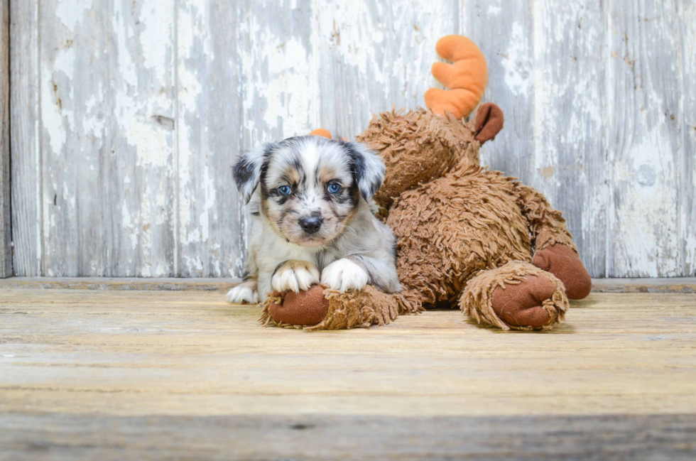 Friendly Mini Aussiedoodle Baby