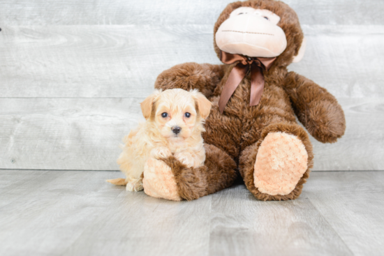 Little Maltepoo Poodle Mix Puppy