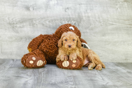 Mini Goldendoodle Puppy for Adoption