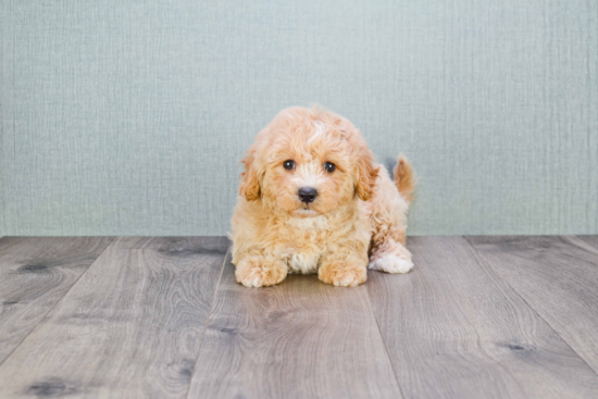 Playful Cavoodle Poodle Mix Puppy