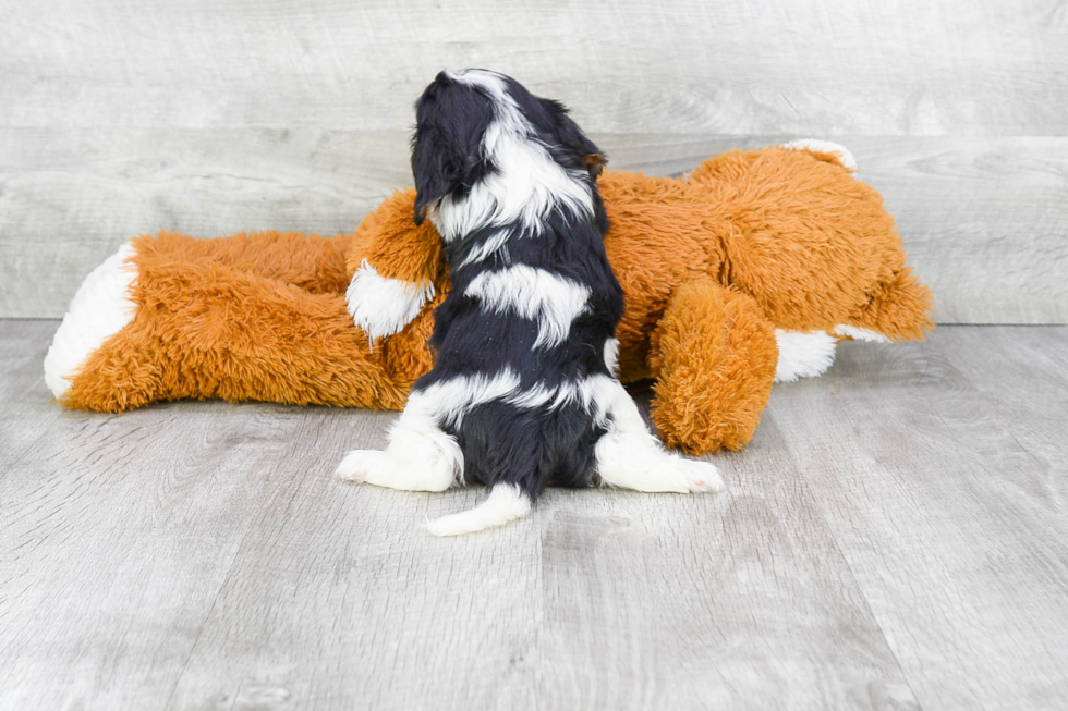 Friendly Cavalier King Charles Spaniel Purebred Pup