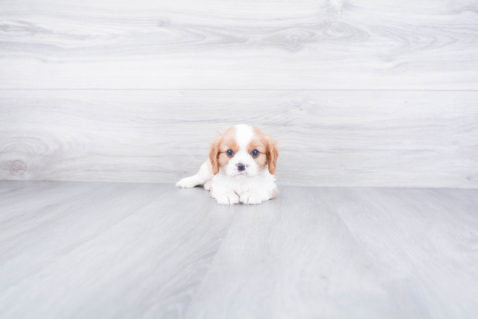 Hypoallergenic Cavalier King Charles Spaniel Purebred Pup