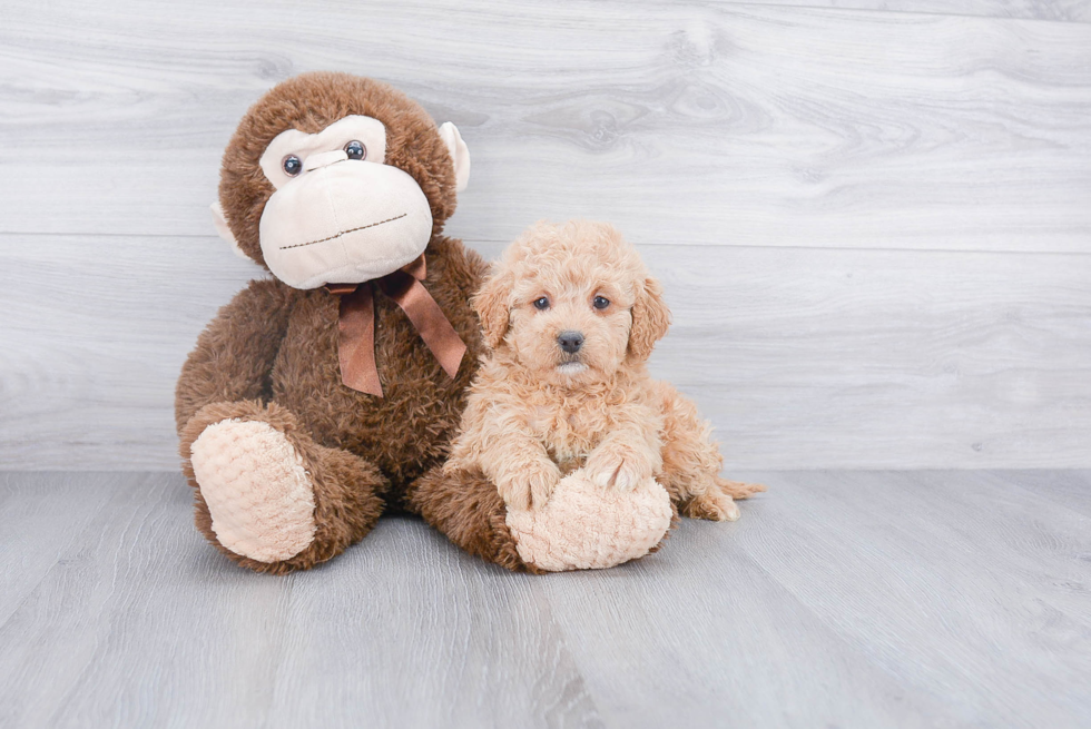 Smart Mini Goldendoodle Poodle Mix Pup