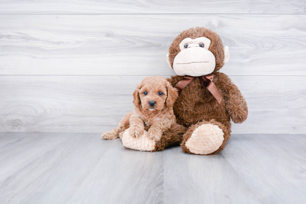 Cavapoo Pup Being Cute