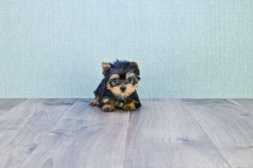 Meet Victoria - our Yorkshire Terrier Puppy Photo 