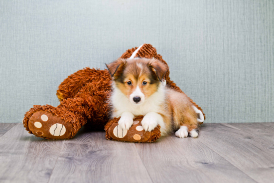 Cute Sheltie Mix Pup