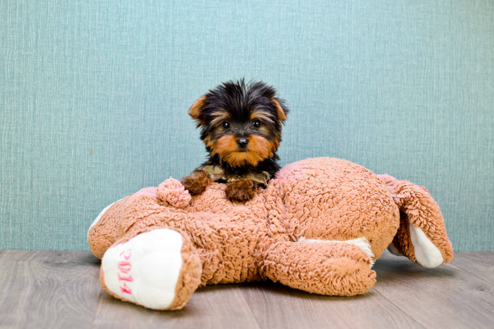 Meet Beckham - our Yorkshire Terrier Puppy Photo 