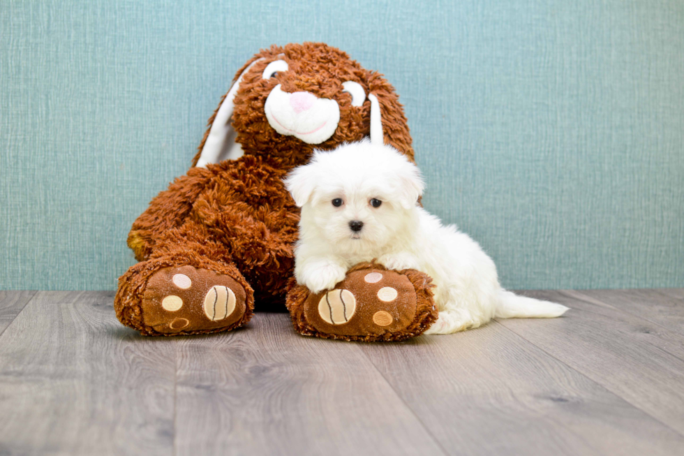 Maltese Pup Being Cute