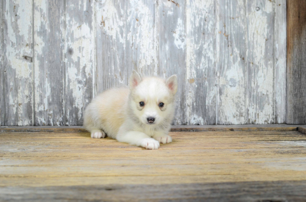 Sweet Pomsky Baby