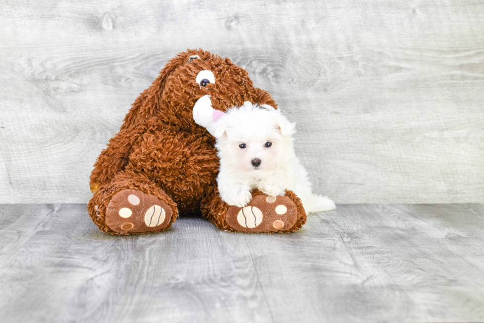 Small Maltese Purebred Pup