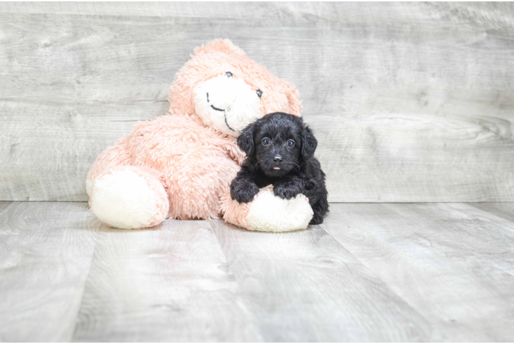 Funny Yorkie Poo Poodle Mix Pup