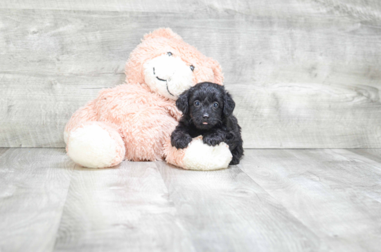 Funny Yorkie Poo Poodle Mix Pup