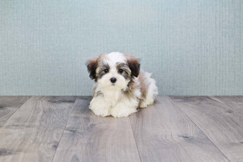 Best Havanese Baby