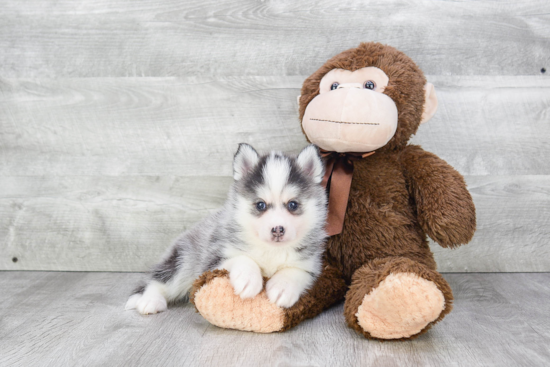 Pomsky Pup Being Cute