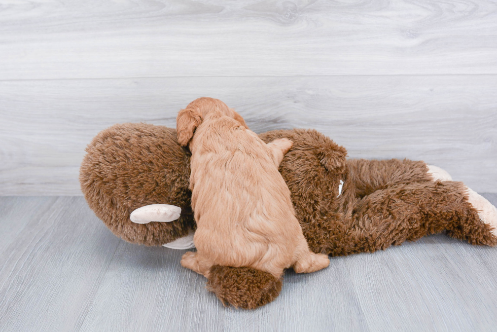 Popular Cavapoo Poodle Mix Pup