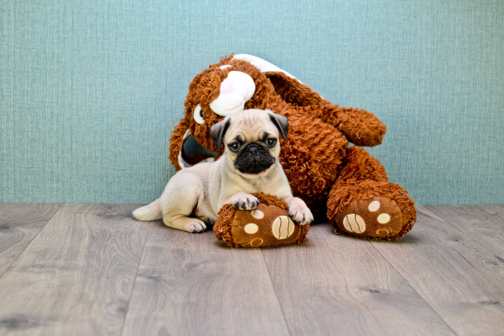 Playful Pug Baby