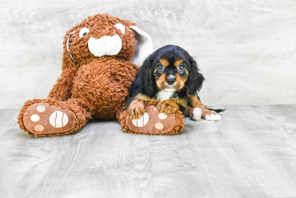 Little Cavalier King Charles Spaniel Baby