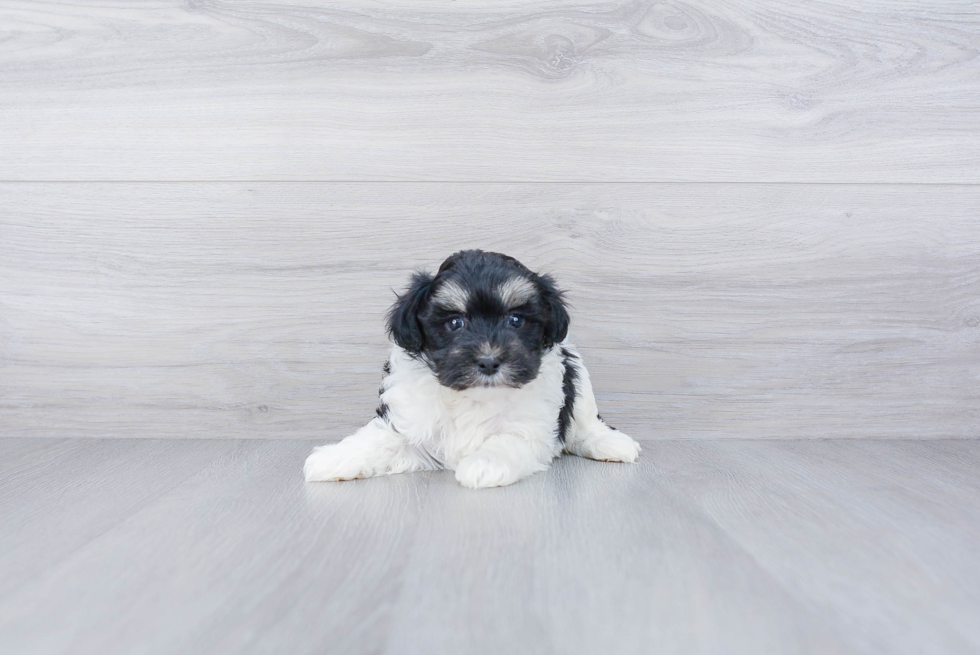 Friendly Maltipoo Baby