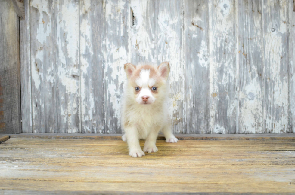 Best Pomsky Baby