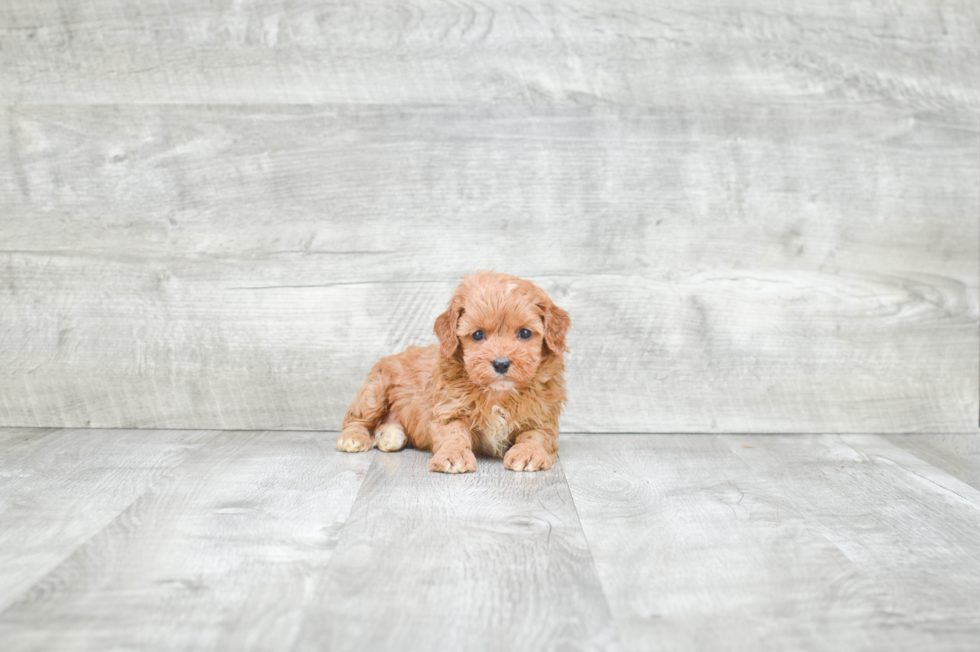 Cavapoo Puppy for Adoption