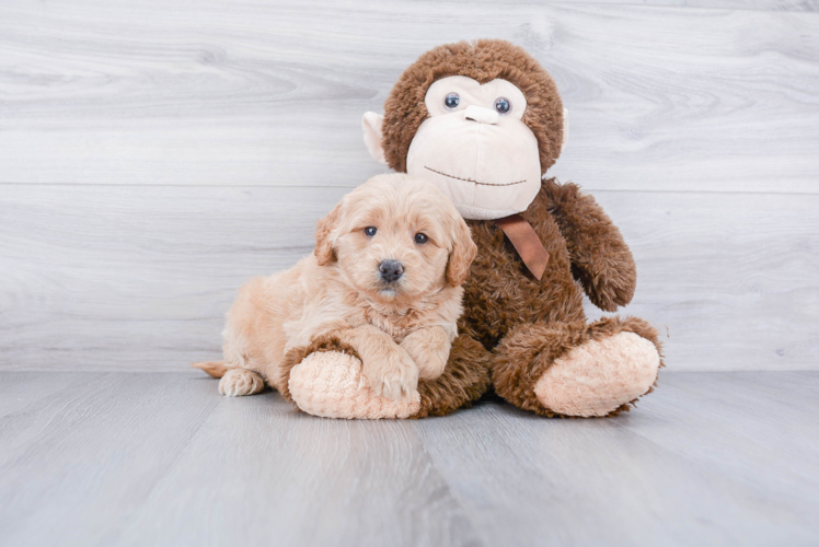 Mini Goldendoodle Pup Being Cute