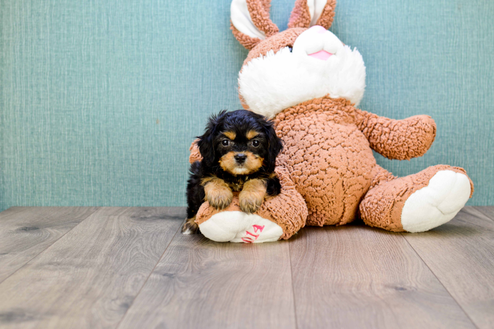 Meet Gwenith - our Cavachon Puppy Photo 