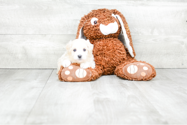 Petite Maltipoo Poodle Mix Pup