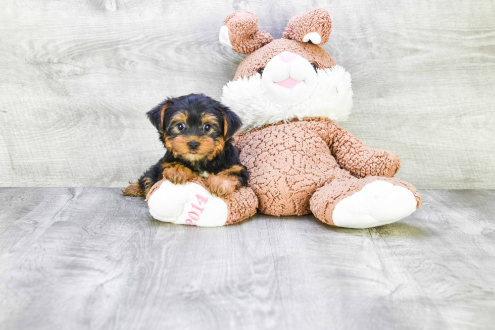 Meet Timmy - our Yorkshire Terrier Puppy Photo 