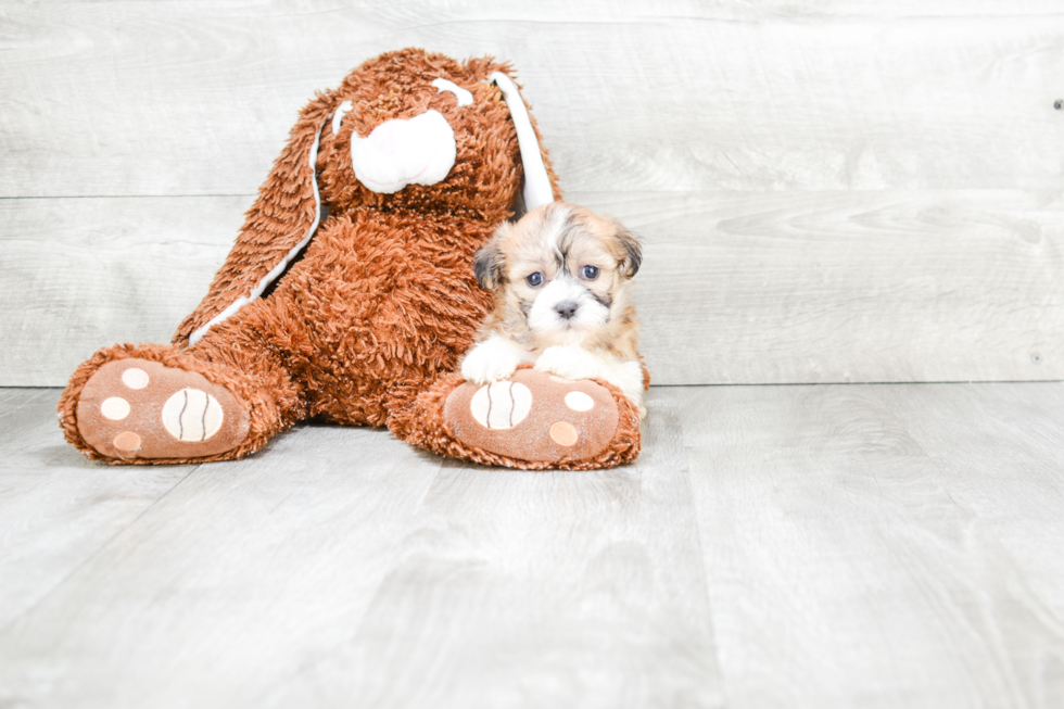 Fluffy Teddy Bear Designer Pup