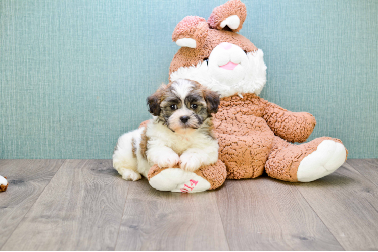 Teddy Bear Pup Being Cute