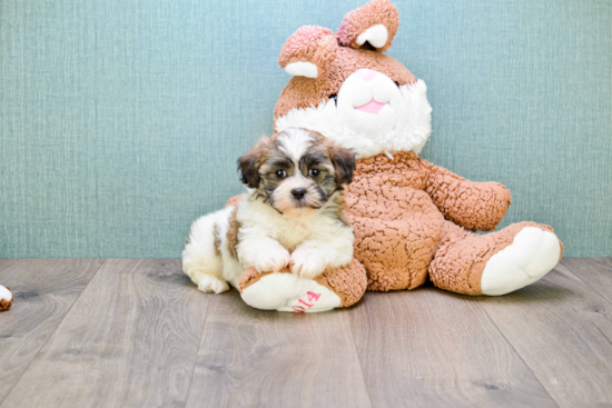 Teddy Bear Pup Being Cute