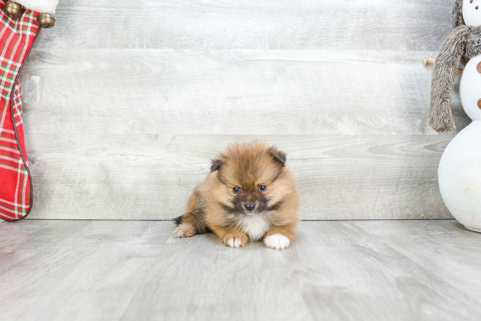 Pomeranian Puppy for Adoption