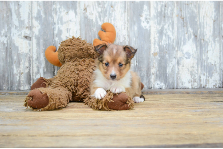 Sheltie Puppy for Adoption