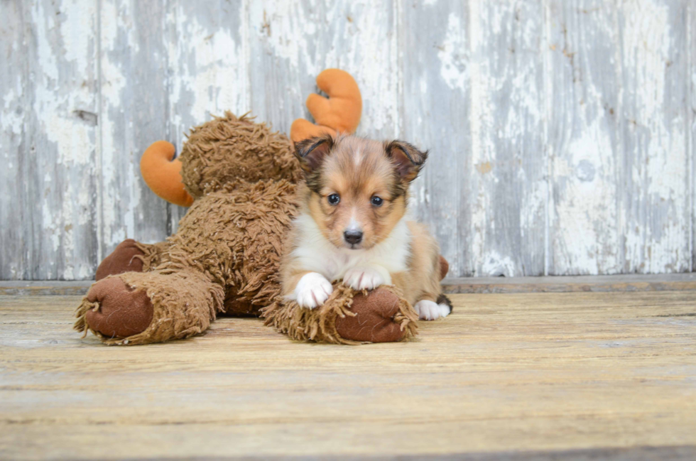 Sheltie Puppy for Adoption