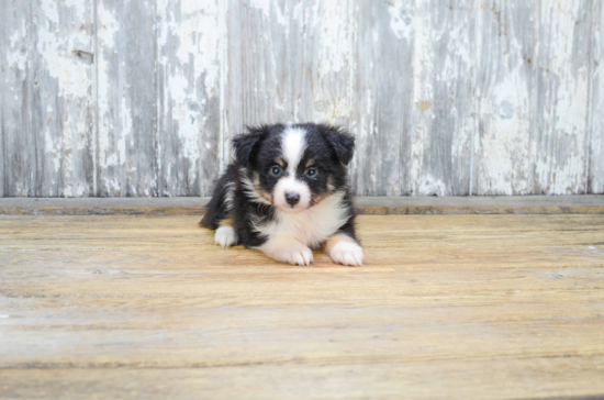 Energetic Aussiepoo Poodle Mix Puppy