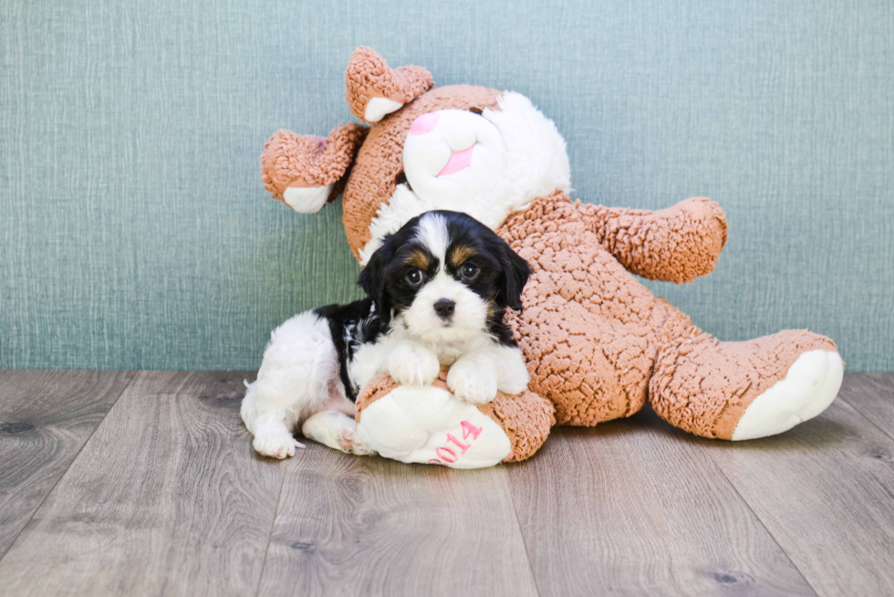 Petite Cavachon Designer Pup