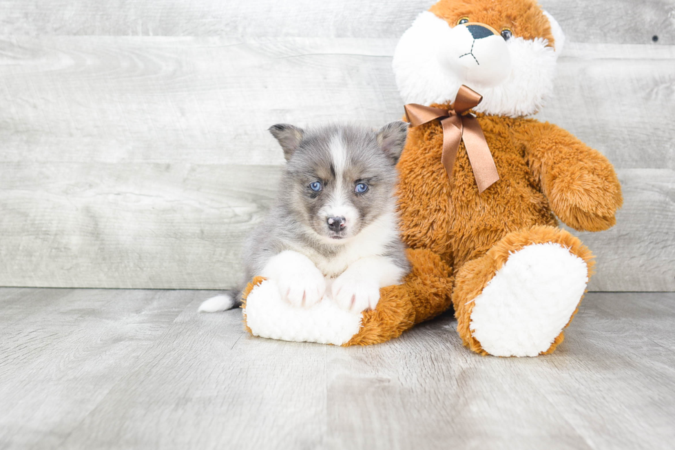 Fluffy Pomsky Designer Pup