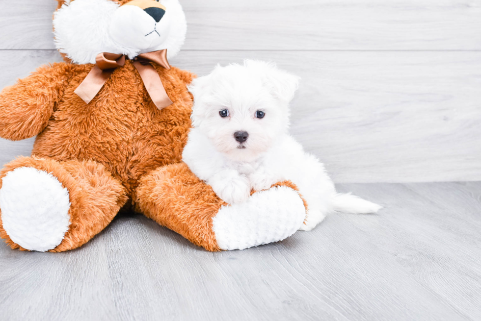 Maltese Puppy for Adoption