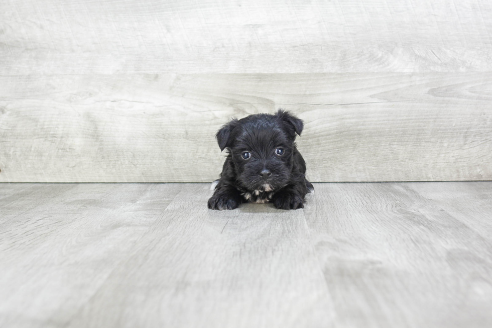 Fluffy Morkie Designer Pup