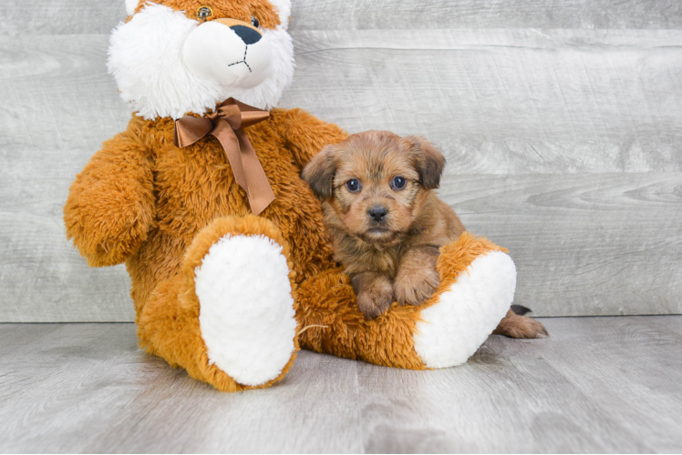 Shorkie Puppy for Adoption